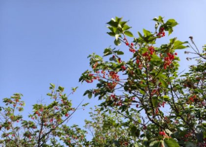Enjoy the Countryside Scenery and the Joy of Picking